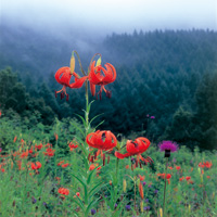 201408kikanshi 8月号表紙